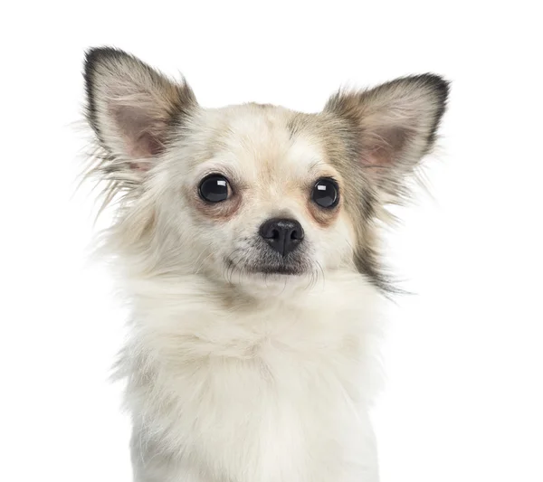 Primo piano di un Chihuahua, 1 anno, isolato su bianco — Foto Stock