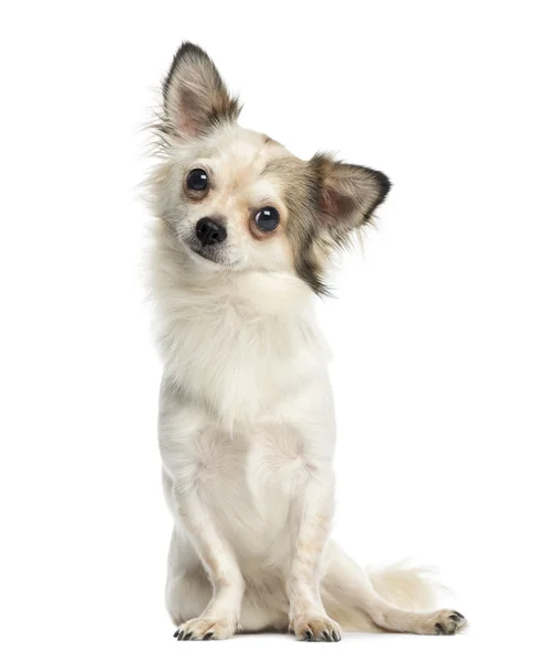 Chihuahua sitter och vetter mot, 1 år gammal, isolerad på vit — Stockfoto