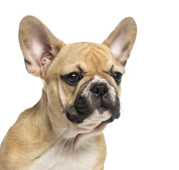 Close-up pf een Franse bulldog puppy, 3 maanden oud, geïsoleerd op wh — Stockfoto