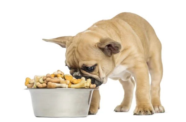 Franse bulldog puppy eten van een kom vol met koekjes, 3 mont — Stockfoto