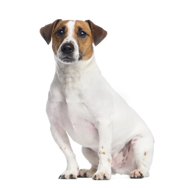 Jack Russell Terrier sitting, looking up, 2 years old, isolated — Stock Photo, Image