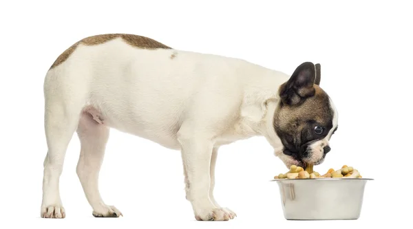 Cachorro Bulldog francês comendo de uma tigela cheia, 4 meses, isol — Fotografia de Stock