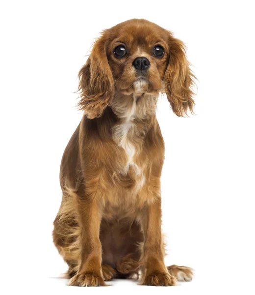 Cavalier King Charles Spaniel puppy sitting, facing, 5 months ol — Stock Photo, Image