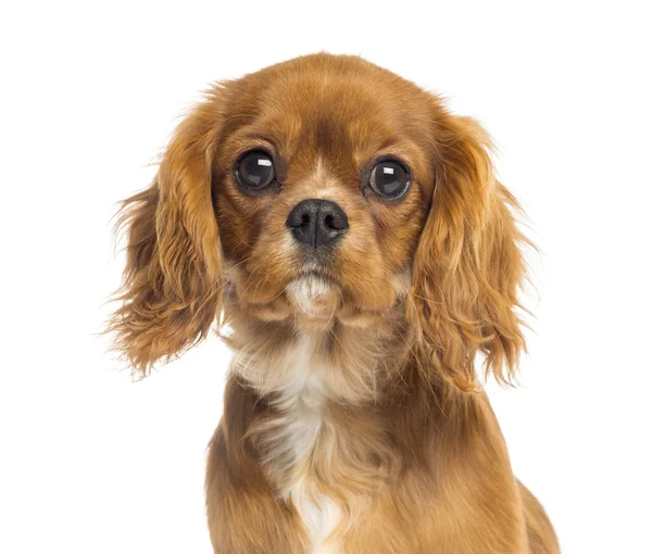 Närbild av en cavalier king charles spaniel valp, 5 månader gammal, — Stockfoto