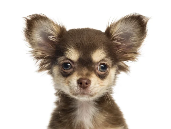 Close-up van een chihuahua pup kijken naar de camera, geïsoleerd op — Stockfoto
