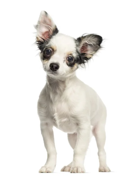 Chihuahua filhote de cachorro de pé, isolado em branco — Fotografia de Stock