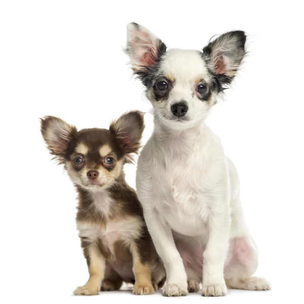 Chihuahua filhotes sentados ao lado uns dos outros, isolados em branco — Fotografia de Stock