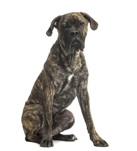 Cane corso zitten, 8 maanden oud, geïsoleerd op wit — Stockfoto