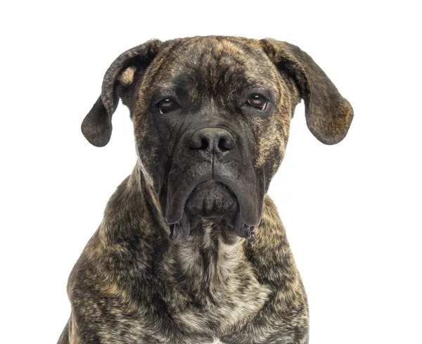 Gros plan d'un Cane Corso, 8 mois, isolé sur blanc — Photo