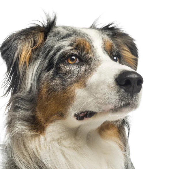 Close-up van een Australische herder, 1, 5 jaar oud, geïsoleerd op whit — Stockfoto