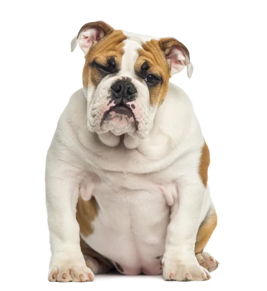 Englische Bulldogge Welpe sitzend, 4 Monate alt, isoliert auf weiß — Stockfoto