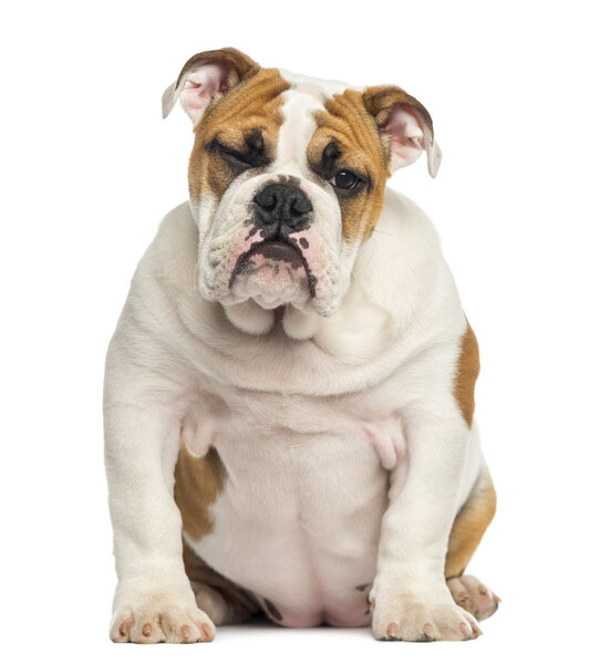 Английский щенок бульдога, сидящий, 4 месяца, изолированный на белом

