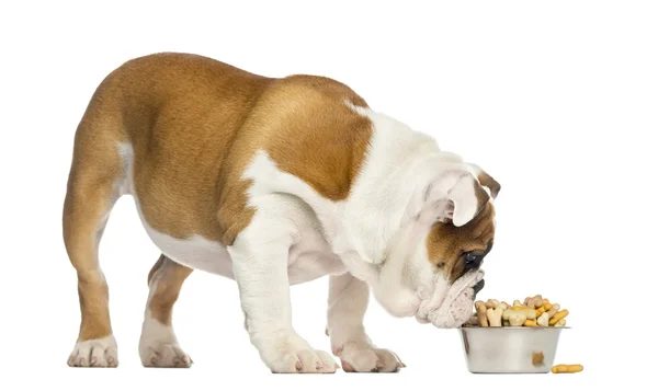 Inglês Bulldog filhote de cachorro de pé, comendo de uma tigela cheia de biscu — Fotografia de Stock