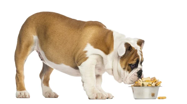 Buldog angielski szczeniak stałego, jeść z miski pełne biscu — Zdjęcie stockowe