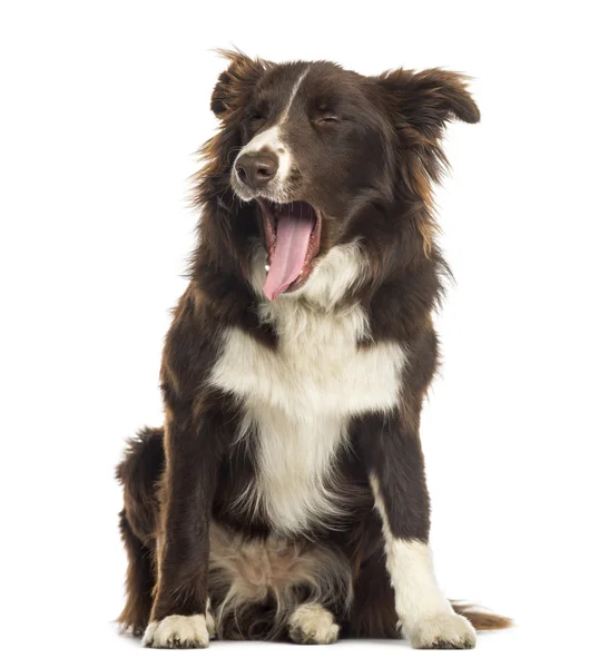 Frontera Collie sentado, bostezando, 9 meses de edad, aislado en blanco — Foto de Stock