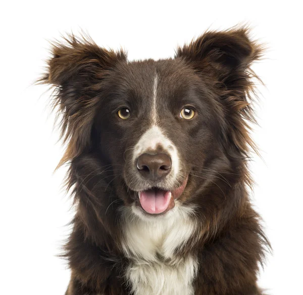 Close-up of a Border Collie panting, 9 months old, isolated on w — Stock Photo, Image