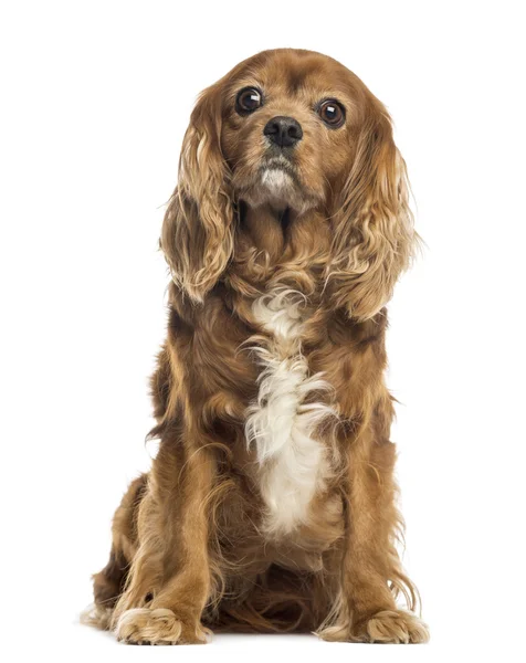 Cavalier King Charles sitting, 11 years old, isolated on white — Stock Photo, Image