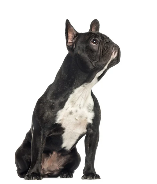 French Bulldog sitting, looking up, 2 years old, isolated on whi — Stock Photo, Image