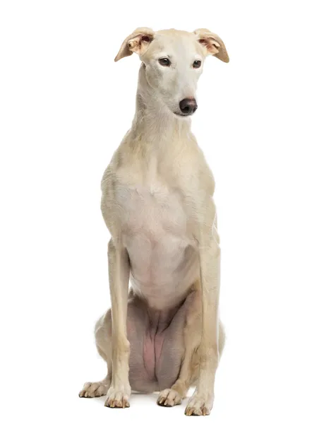 Espanhol galgo sitting, 6 anos, isolado em branco — Fotografia de Stock