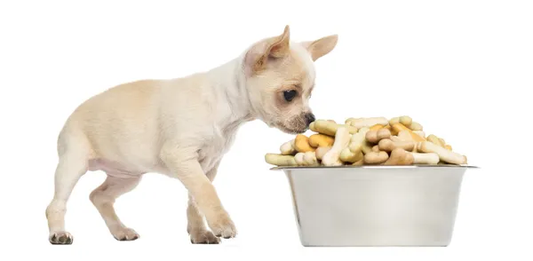 Chihuahua cachorro comendo de uma tigela grande cheia de biscoitos, isolar — Fotografia de Stock