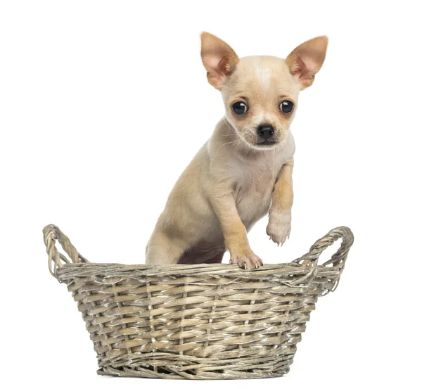 Chihuahua filhote de cachorro de pé em uma cesta de vime, olhando para o veio — Fotografia de Stock