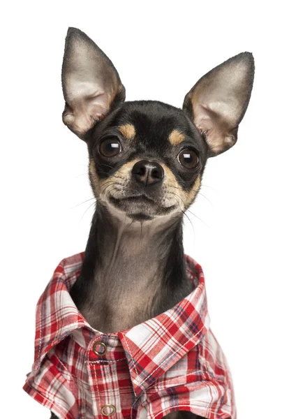 Close-up van een chihuahua dragen van een shirt, 18 maanden oud, geïsoleerd — Stockfoto