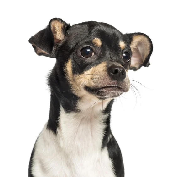 Close-up of a Chihuahua puppy, 6 months old, isolated on white — Stock Photo, Image