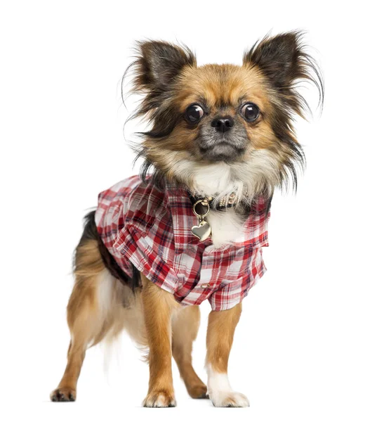 Chihuahua habillé avec une chemise, debout, isolé sur blanc — Photo