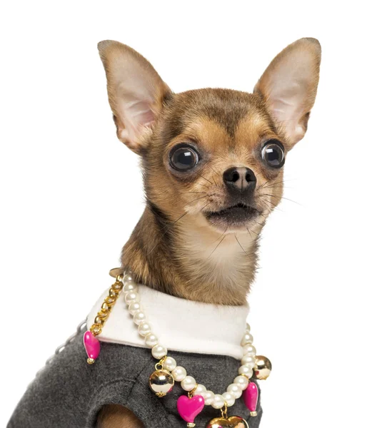 Nahaufnahme eines verkleideten Chihuahuas, isoliert auf weiß — Stockfoto