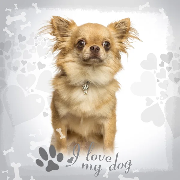 Seduta Chihuahua indossa un colletto fantasia, su sfondo progettato — Foto Stock