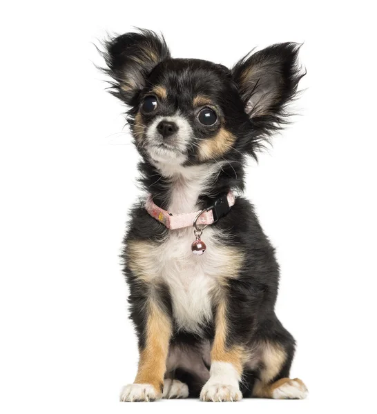 Chihuahua puppy wearing fancy collar, 3 months old, isolated on — Stock Photo, Image