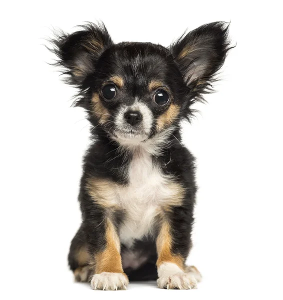 Chihuahua valp sitter och är tittar på kameran, 3 månader gammal, — Stockfoto