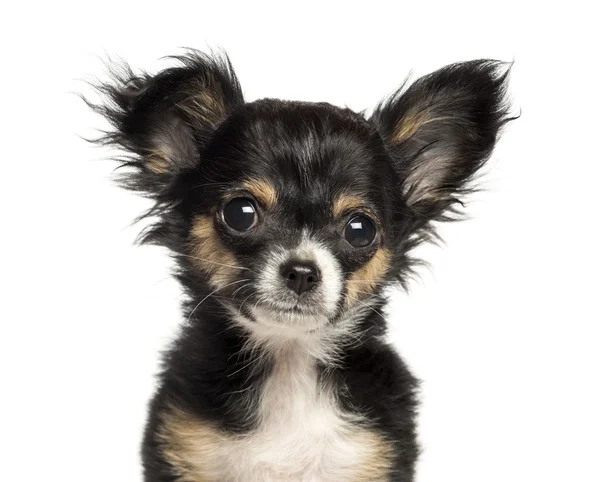 Close-up de um filhote de cachorro Chihuahua, 3 meses, isolado em branco — Fotografia de Stock