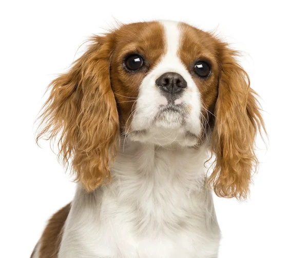 Gros plan d'un chiot Cavalier King Charles Spaniel, 5 mois , — Photo