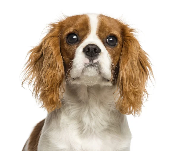 Primer plano de un cachorro Cavalier King Charles Spaniel, 5 meses , — Foto de Stock