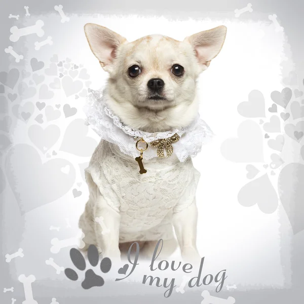 Chihuahua stojący sobie koronki koszuli i fantazyjne pies kołnierz, na — Zdjęcie stockowe