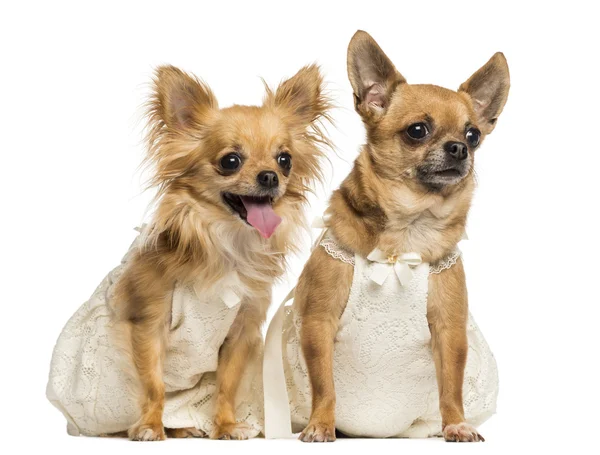 Dois Chihuahua vestindo vestidos, 4 e 6 anos, isolado no wh — Fotografia de Stock