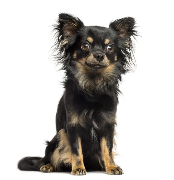 Sitzender Chihuahua, 2 Jahre alt, isoliert auf weiß — Stockfoto