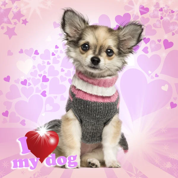 Chihuahua puppy sitting on heart background, 3 months old — Zdjęcie stockowe