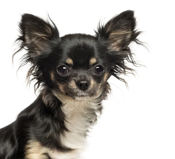 Beyaz izole kamera bakarak bir Chihuahua yakın çekim — Stok fotoğraf