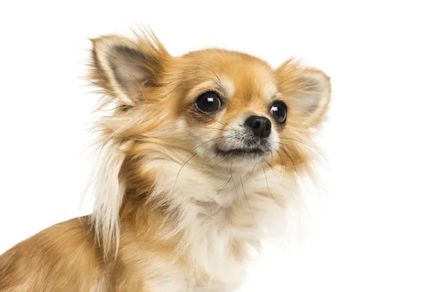 Zblízka Chihuahua koukal, izolované na bílém pozadí — Stock fotografie