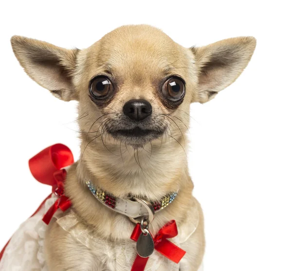 Kameraya bakarak, süslü yakalı bir Chihuahua yakın çekim — Stok fotoğraf