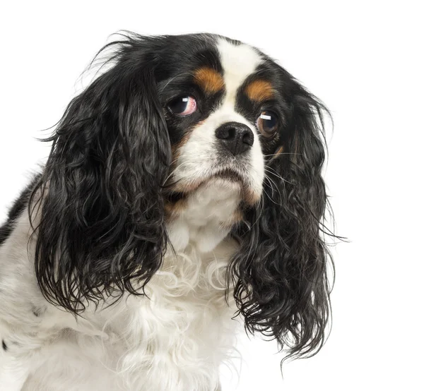 Close-up of a Cavalier King Charles Spaniel, 5 years old, isolat — Stock Photo, Image