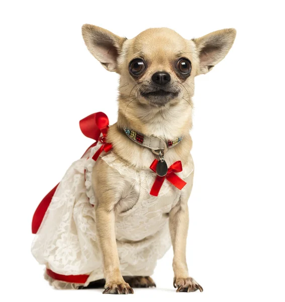 Chihuahua vestindo um vestido de renda e colar extravagante, isolado no whi — Fotografia de Stock