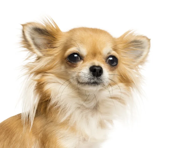 Gros plan d'un Chihuahua regardant la caméra, isolé sur un coup de fouet — Photo