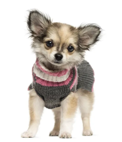 Dressed up Chihuahua puppy standing, looking at the camera, 3 mo — Stock Photo, Image