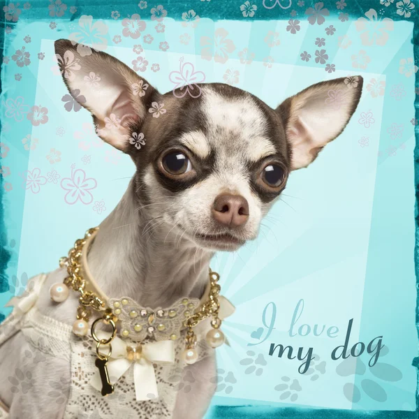 Close-up de Chihuahua com gola extravagante, em fundo florido — Fotografia de Stock