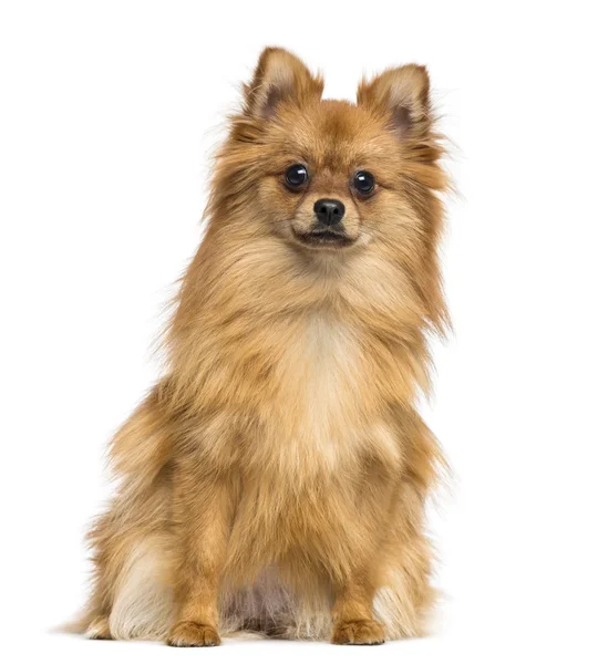 German Spitz sitting, looking at the camera, 1 year old, isolate — Stock Photo, Image