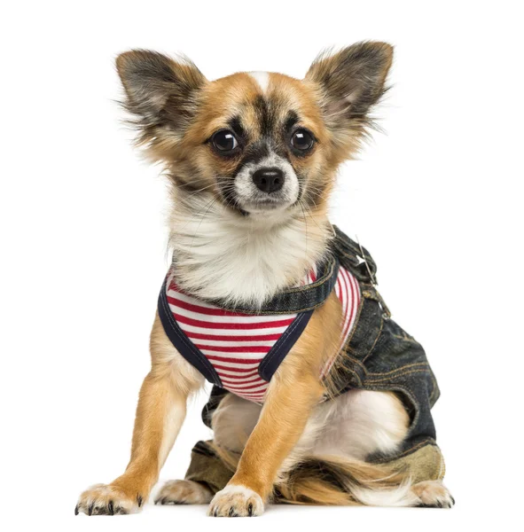 Vestido Chihuahua sentado, mirando a la cámara, 9 meses ol —  Fotos de Stock