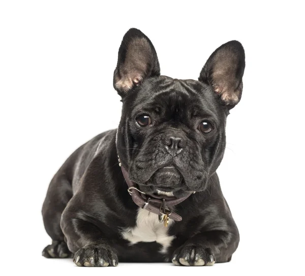 Francia Bulldog, hazudik, néz a kamerába, 2 éves, isolat — Stock Fotó